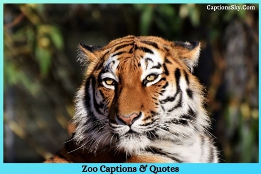 Zoo Captions