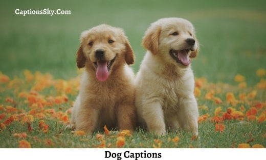 Dog Captions