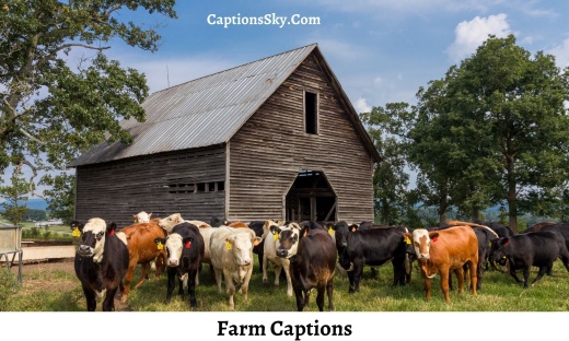 Farm Captions