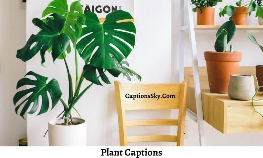 Plant Captions