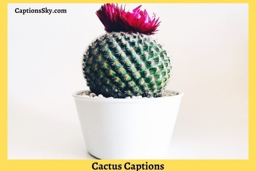 Cactus Captions