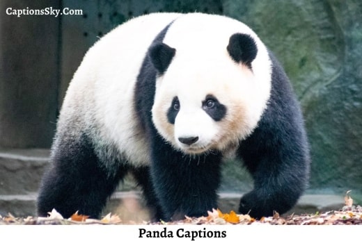 Panda Captions