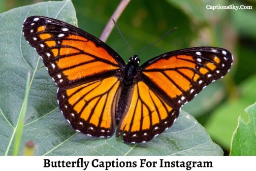 Butterfly Captions