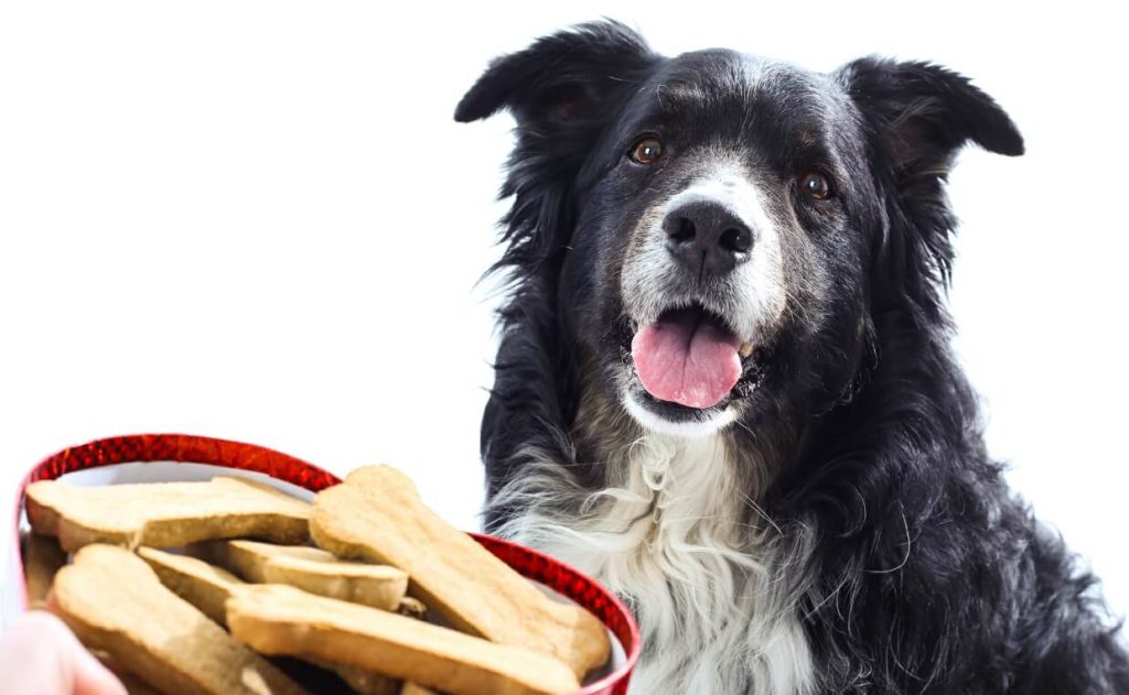 Navigating the Safety of Additive Dog Treats: A Comprehensive Guide for Pet Owners