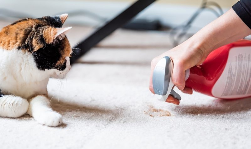 How Often Should Pet Owners Clean Their Carpets