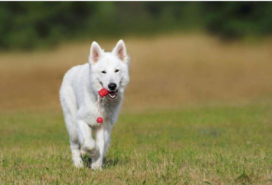 How to Choose the Right Dog Breed for Your Lifestyle